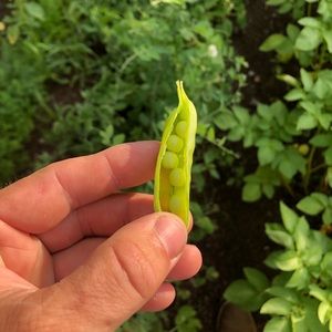 Meet your Posher, Francois